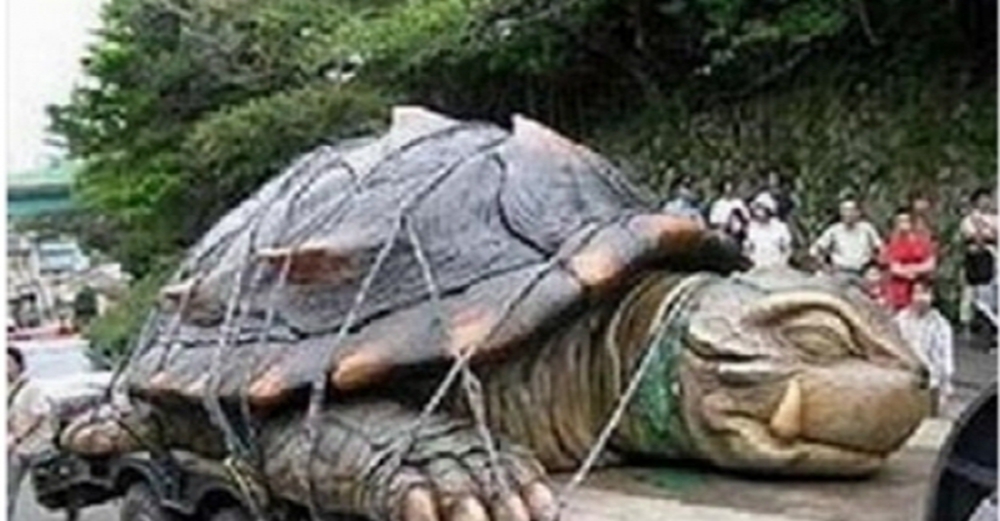 靈龜償報！放生海龜，十六年後海龜竟然回來報恩！