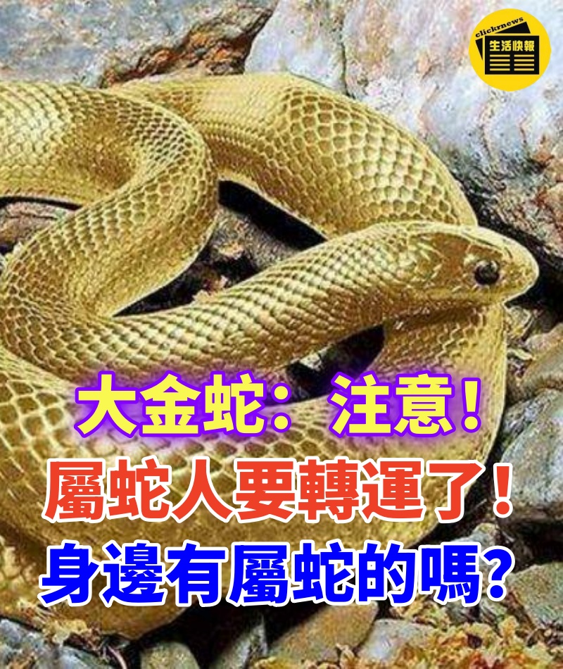 大金蛇：注意！屬蛇人要轉運了！你身邊有屬蛇的嗎？