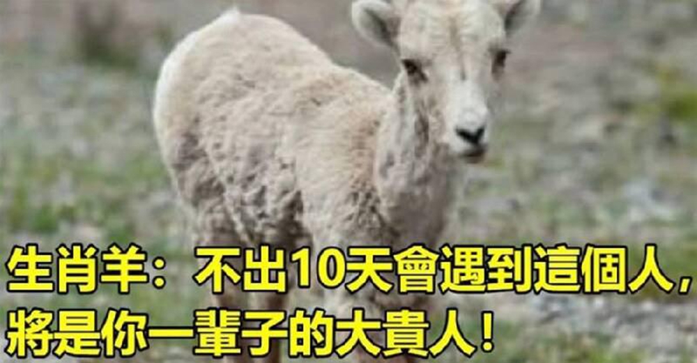 生肖屬羊：不出10天會遇到這個人，將是你一輩子的大貴人