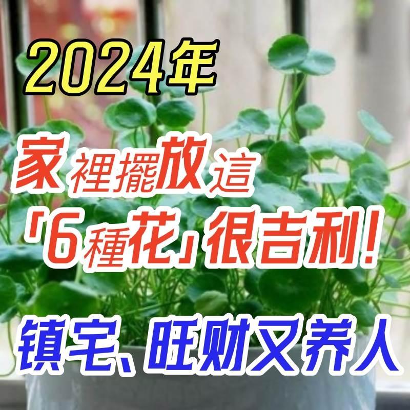 2024年，家裡擺放這「6種花」很吉利！鎮宅、旺財又養人